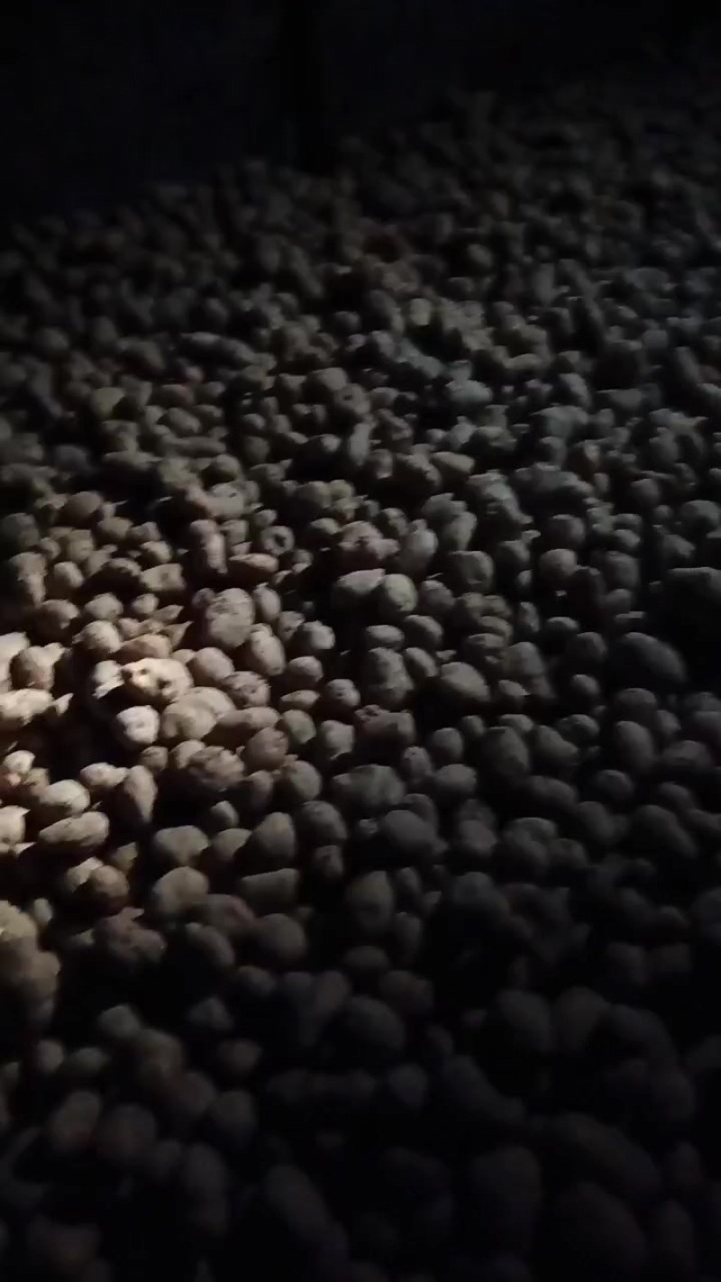 农村的土豆白心心