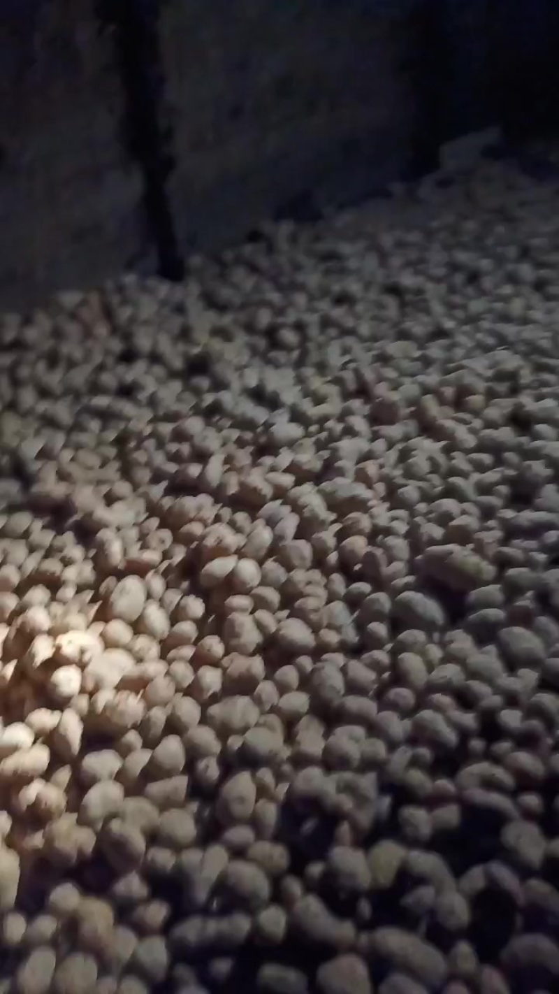 农村的土豆白心心