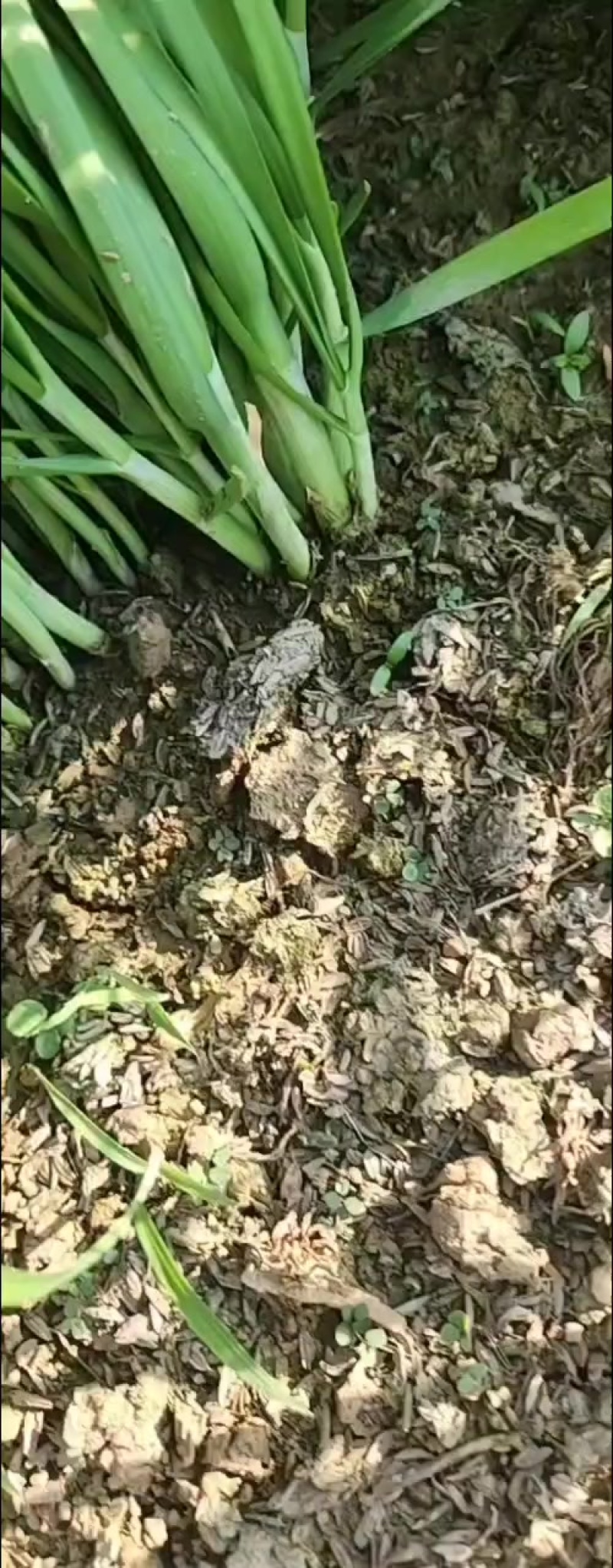 370亩陆地韭菜大量供应