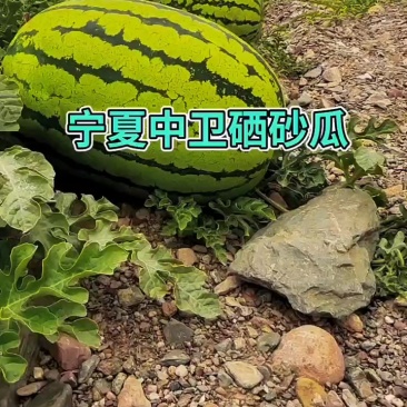 宁夏硒砂瓜