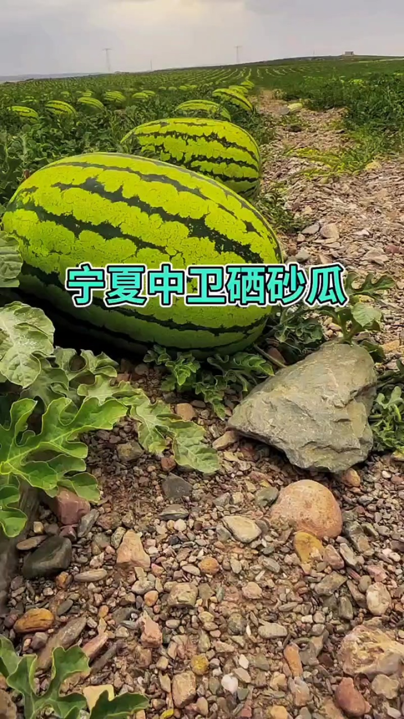 宁夏硒砂瓜