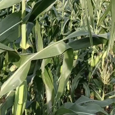 广良甜太阳花水果玉米