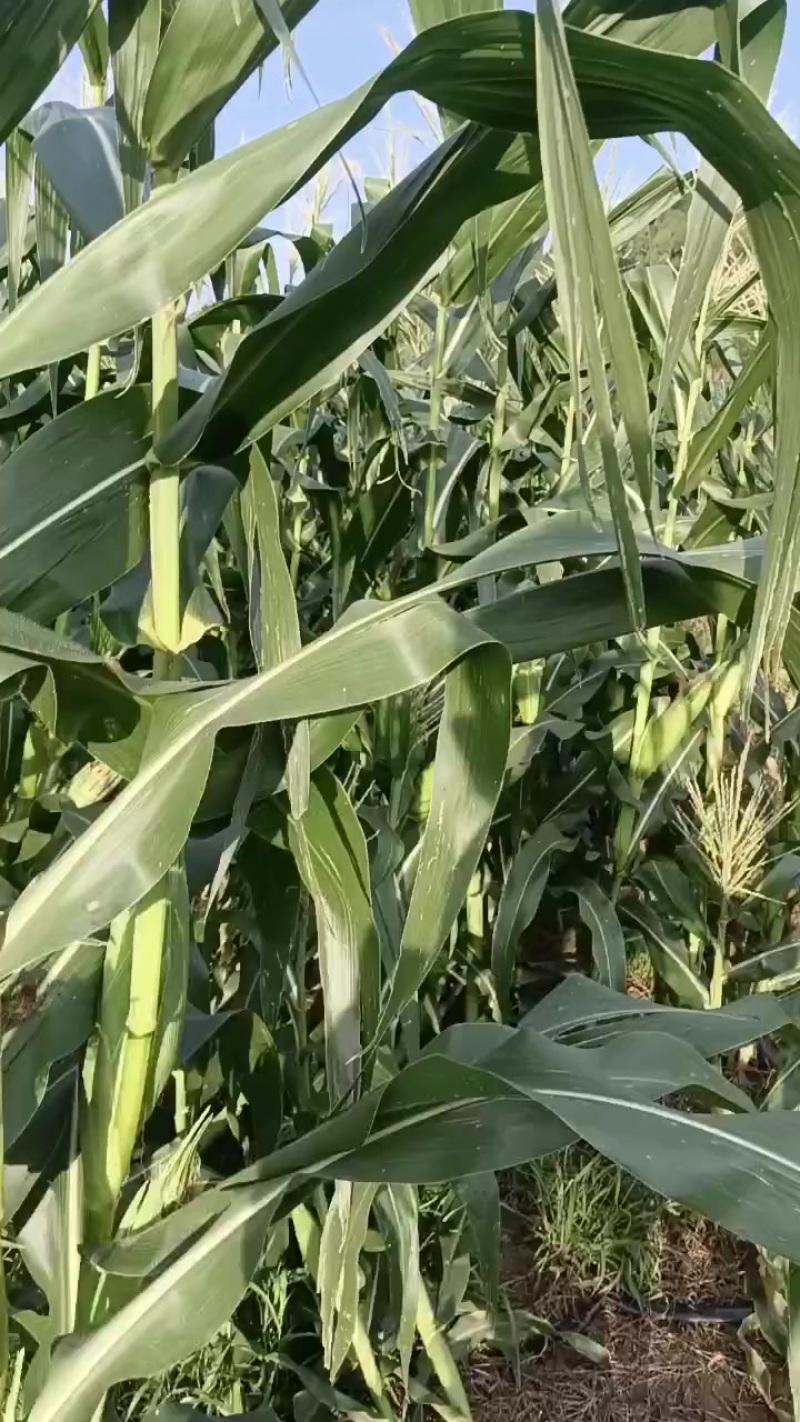 广良甜太阳花水果玉米