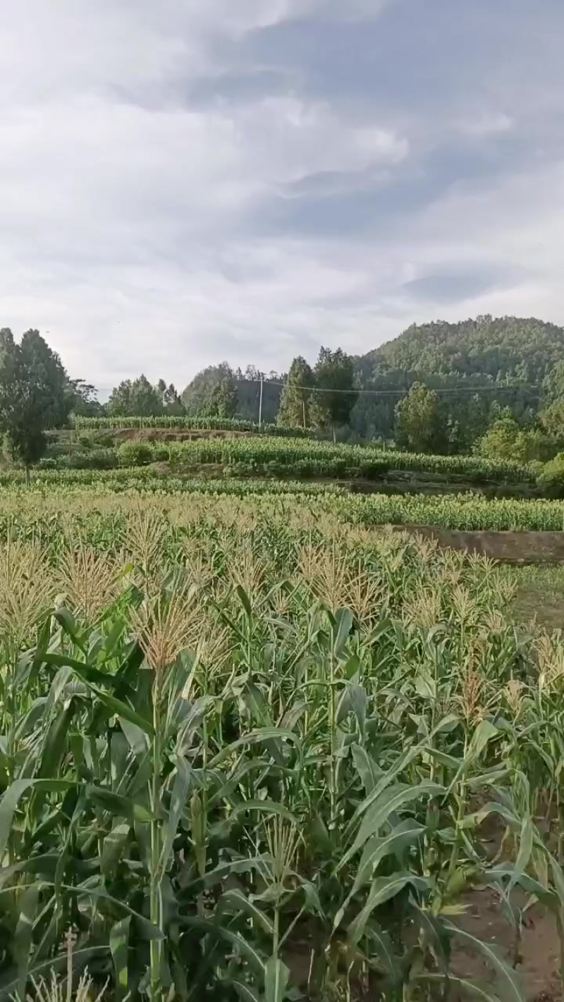 广良甜太阳花水果玉米