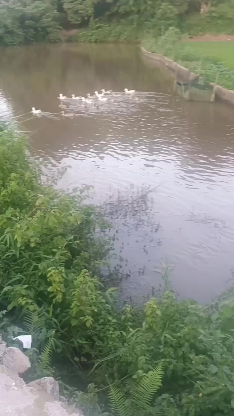 散养本地鸭