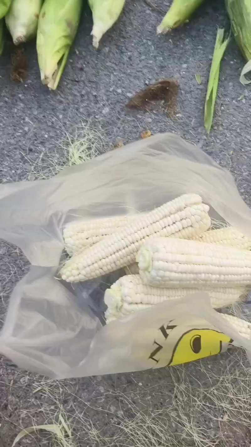 鲜食玉米，白粘甜，可以出了，