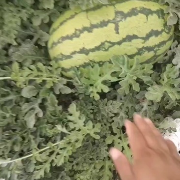 西瓜