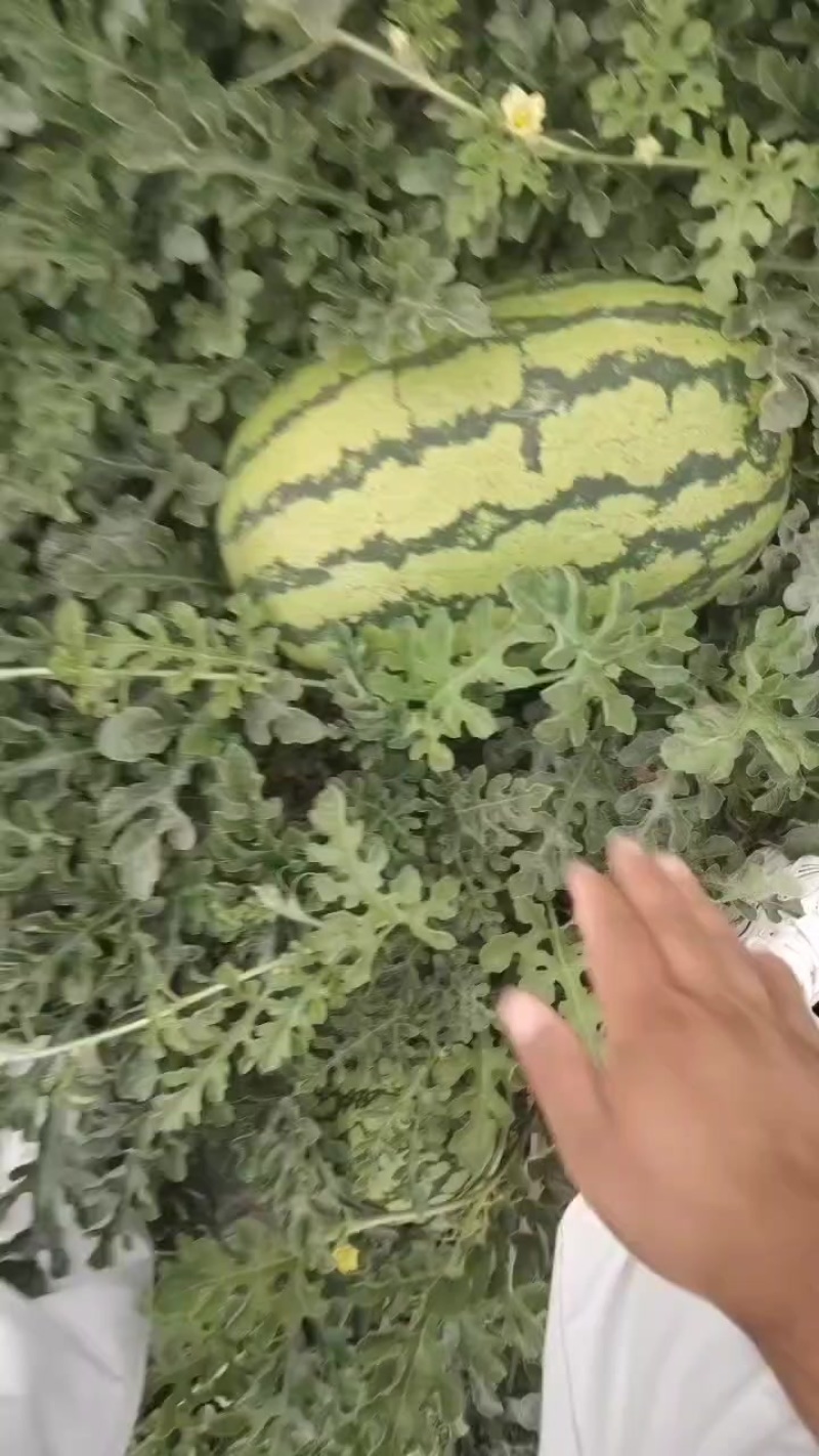 西瓜
