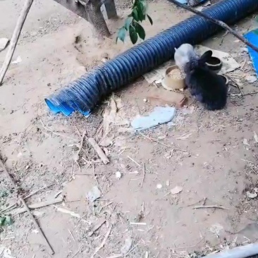 娜娜散养兔只供货菏泽这一片地区外地勿扰