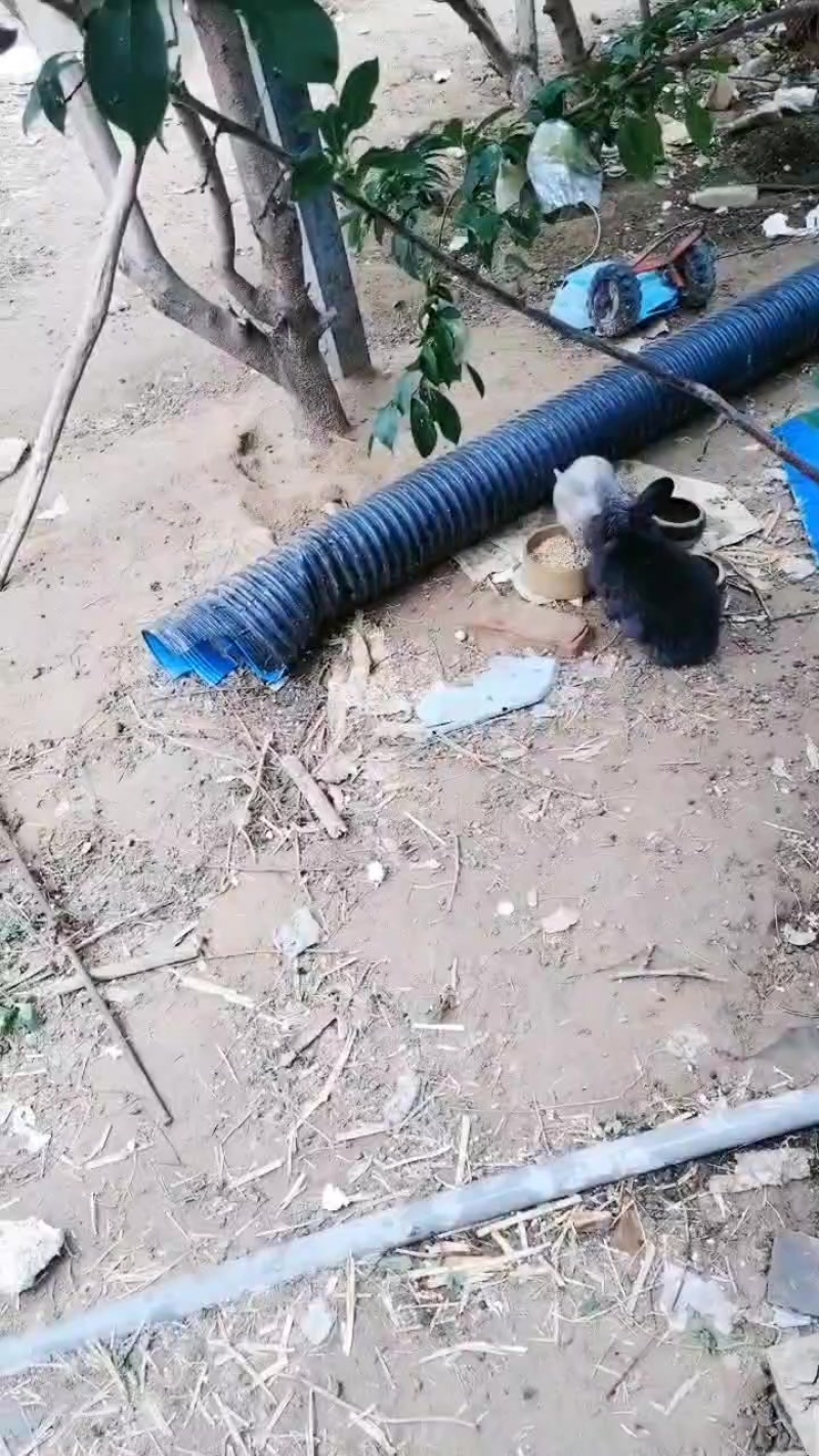 娜娜散养兔只供货菏泽这一片地区外地勿扰