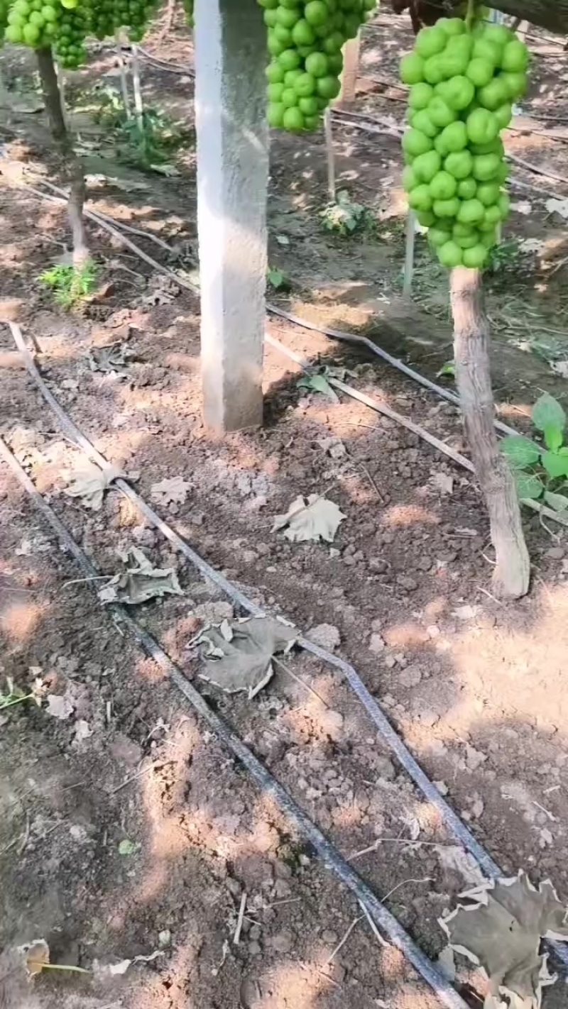 湖南产地特早