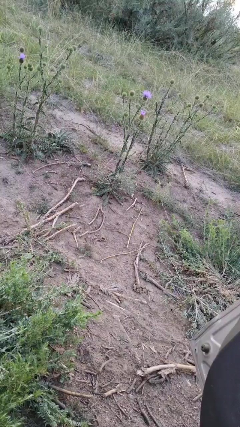 飞廉
