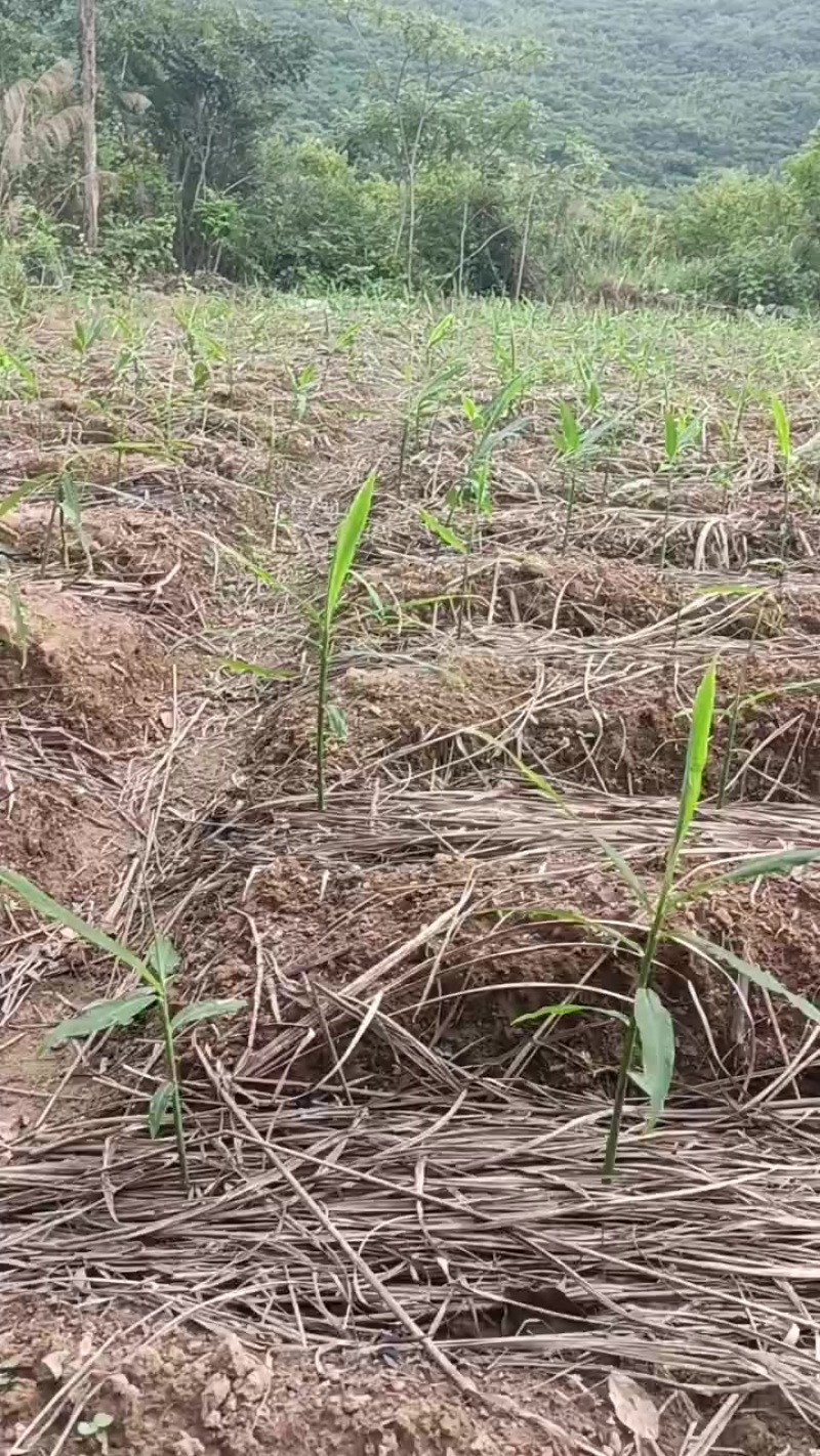 生