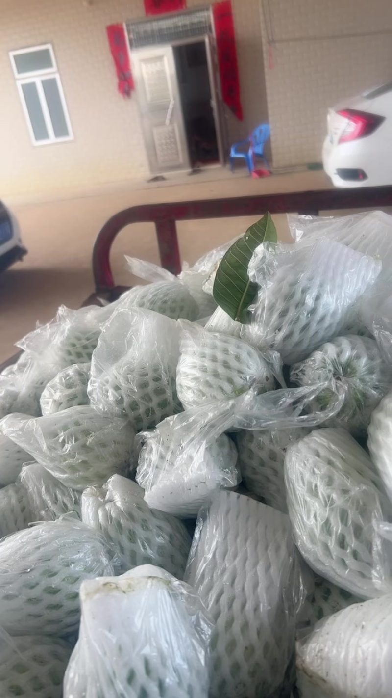 红心芭乐