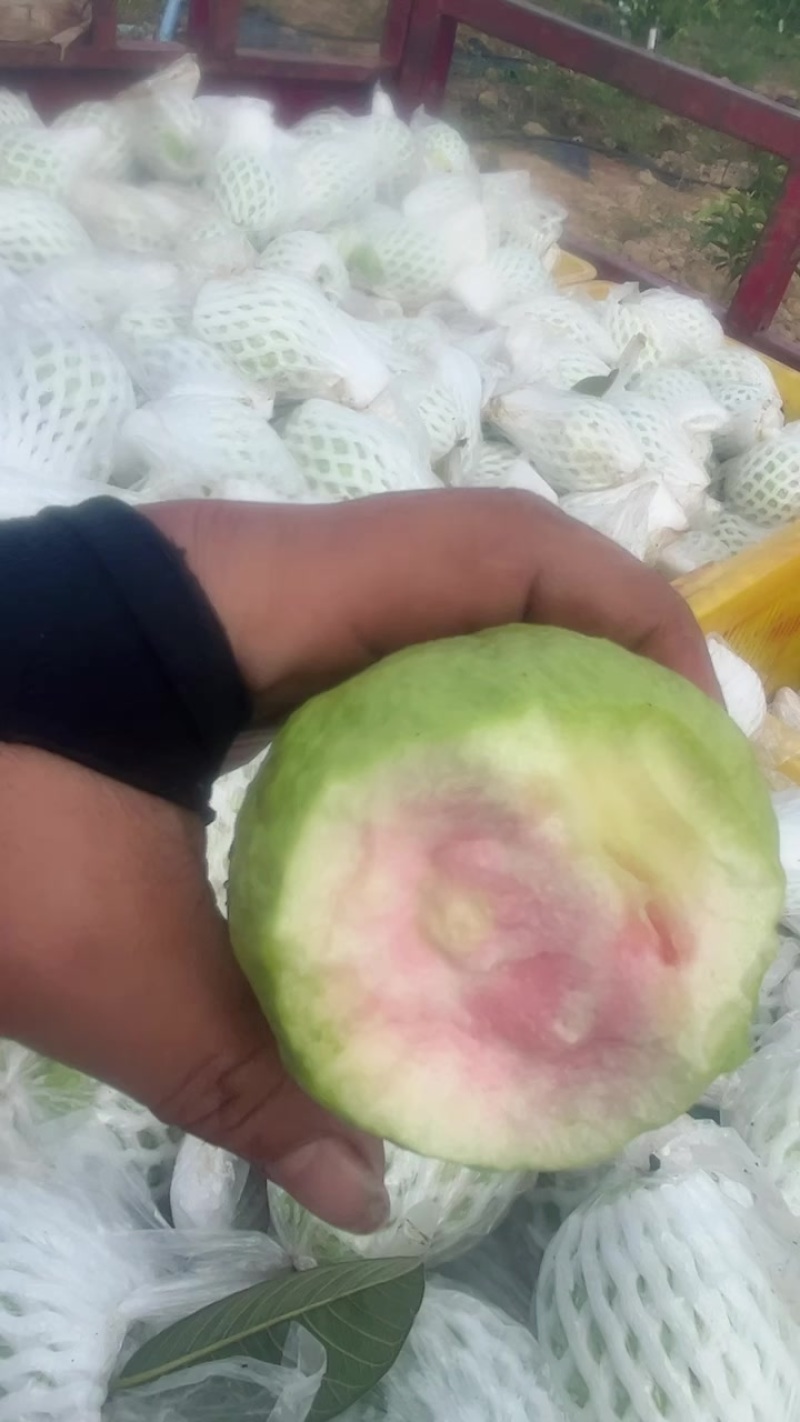 红心芭乐