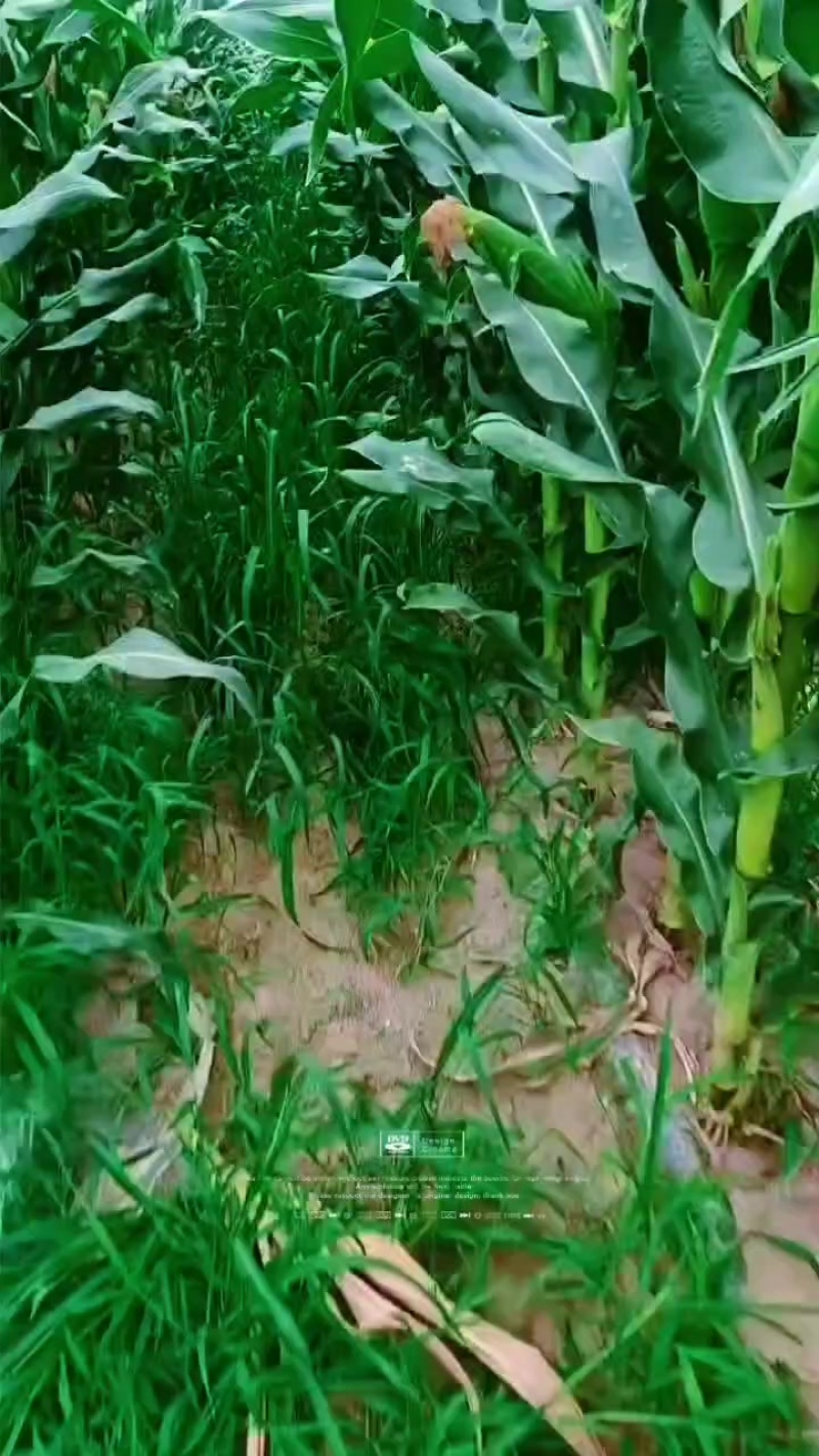 万檽玉米
