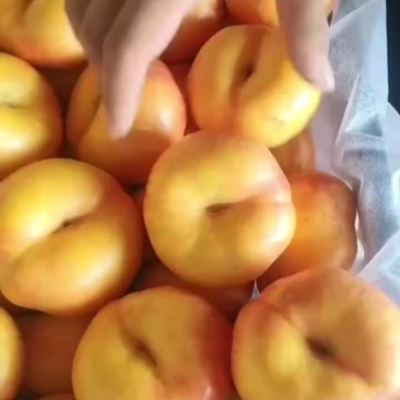 油蟠桃