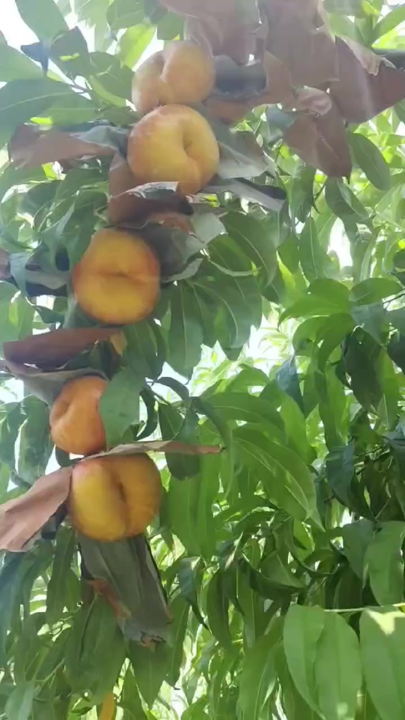 油蟠桃