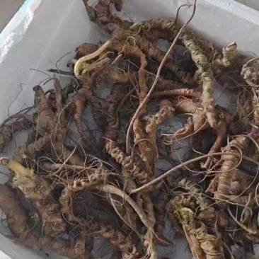 野生竹节参大货，小货，通货都有。喜欢的老板联系。