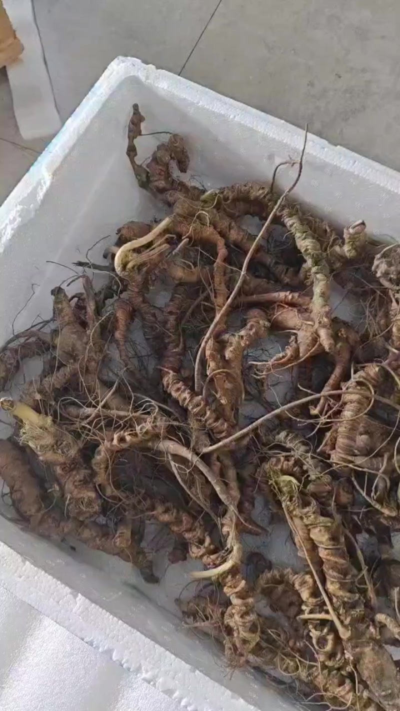 野生竹节参大货，小货，通货都有。喜欢的老板联系。