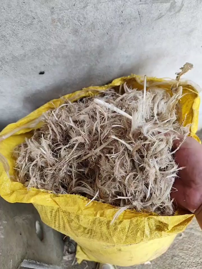 鸭毛