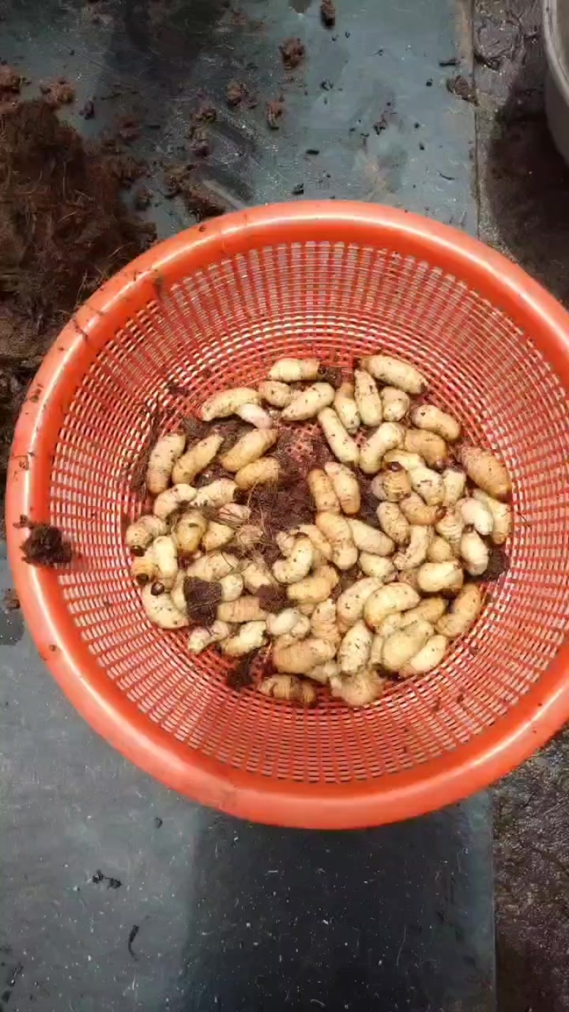 竹虫