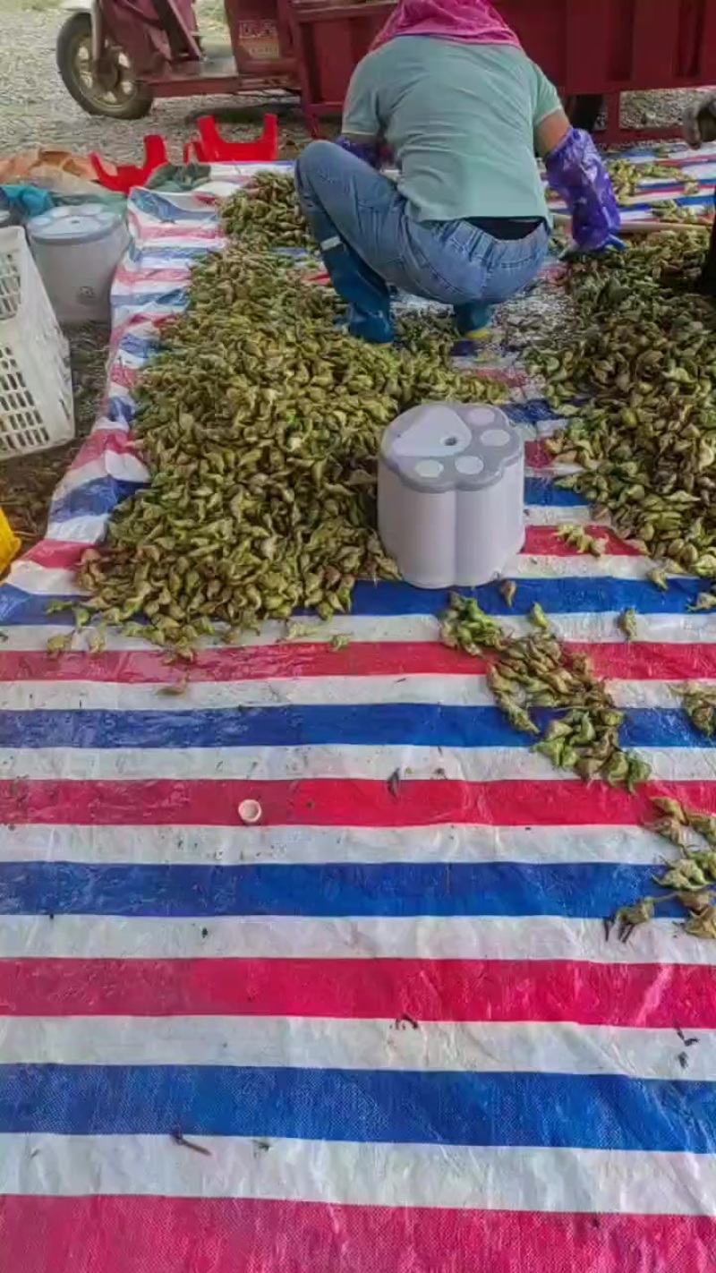 菱角