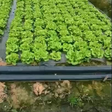 意大利生菜