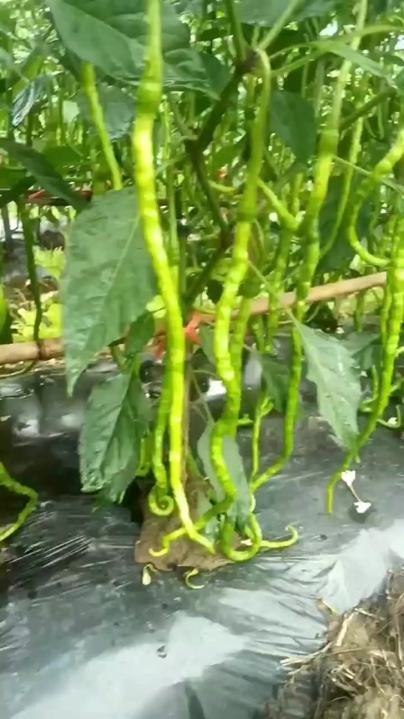 辣椒