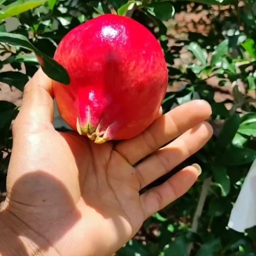 六月红早期石榴