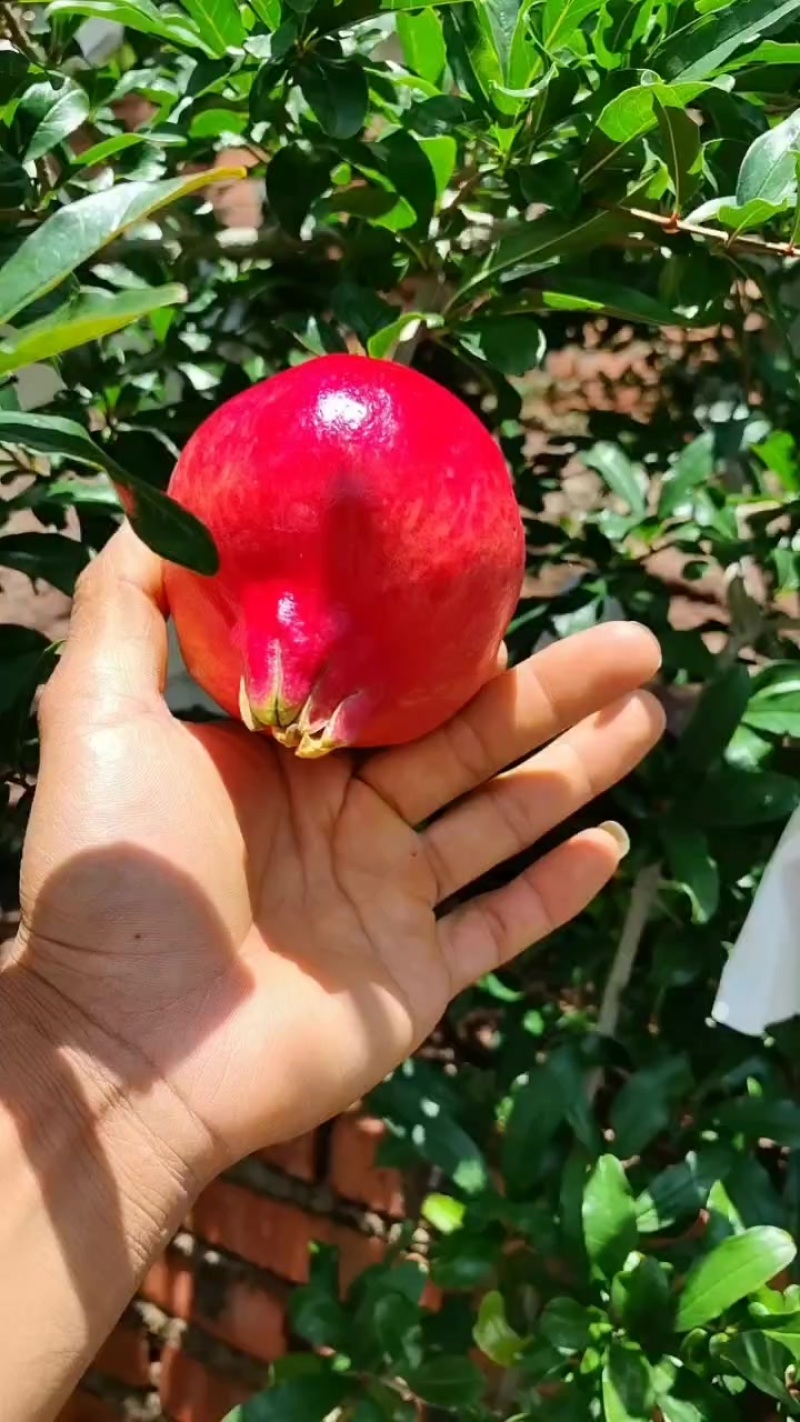 六月红早期石榴