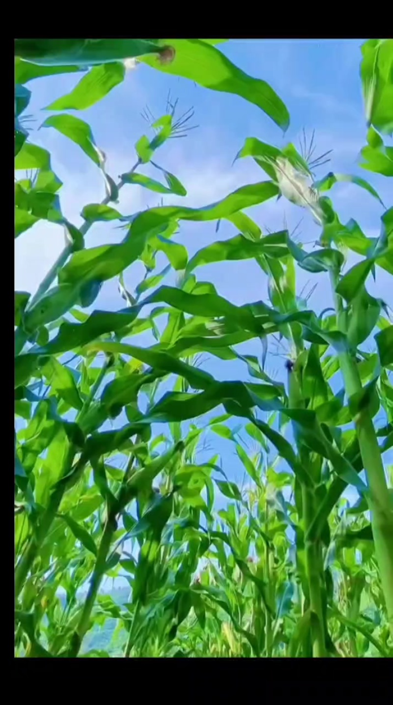 水果玉米，香甜糯玉米