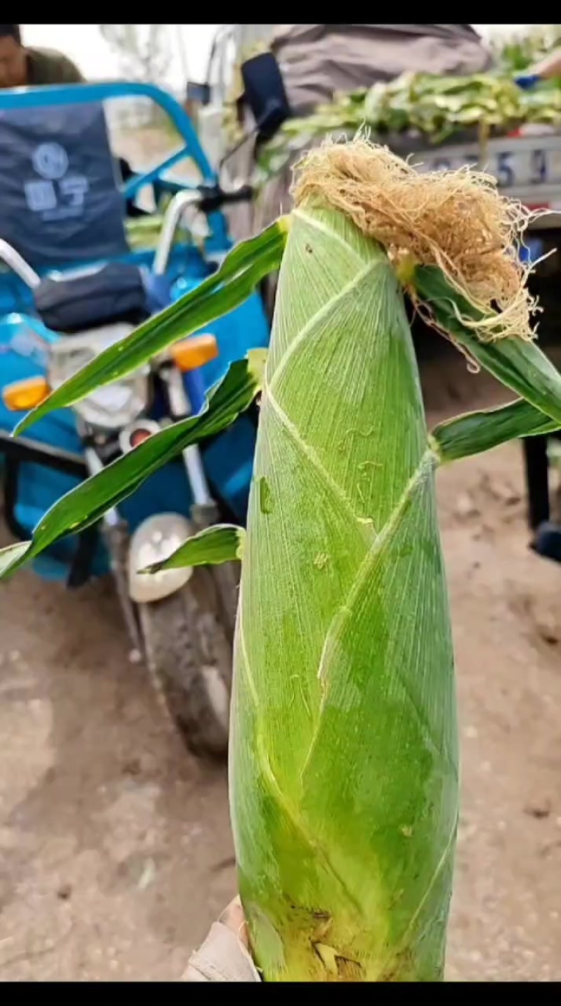 水果玉米，香甜糯玉米