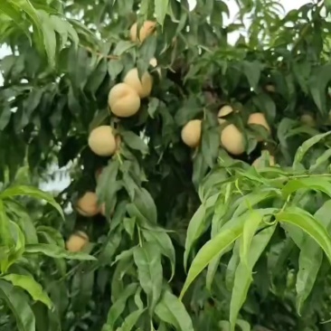 水蜜桃🍑5亩