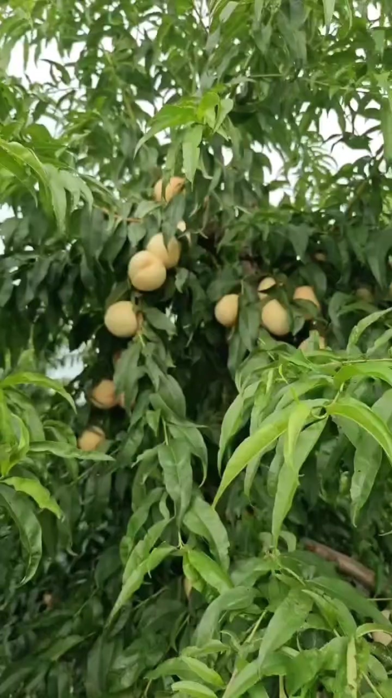 水蜜桃🍑5亩