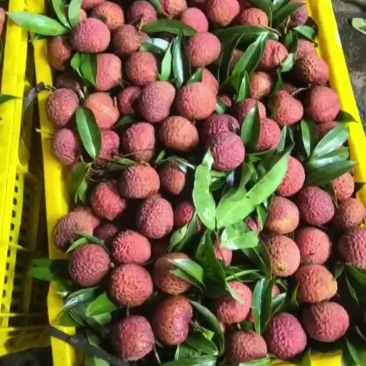 大鸡嘴荔枝