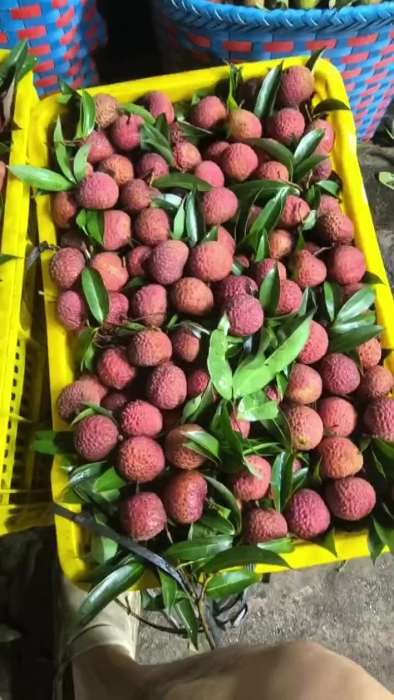 大鸡嘴荔枝