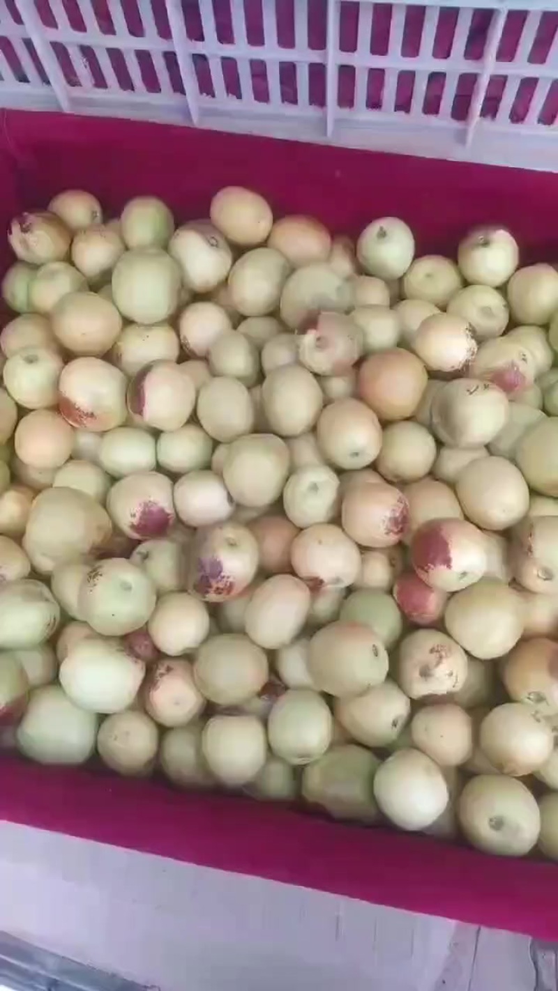大荔县优智冬枣，口感丝滑，入口即化，馈赠佳品。