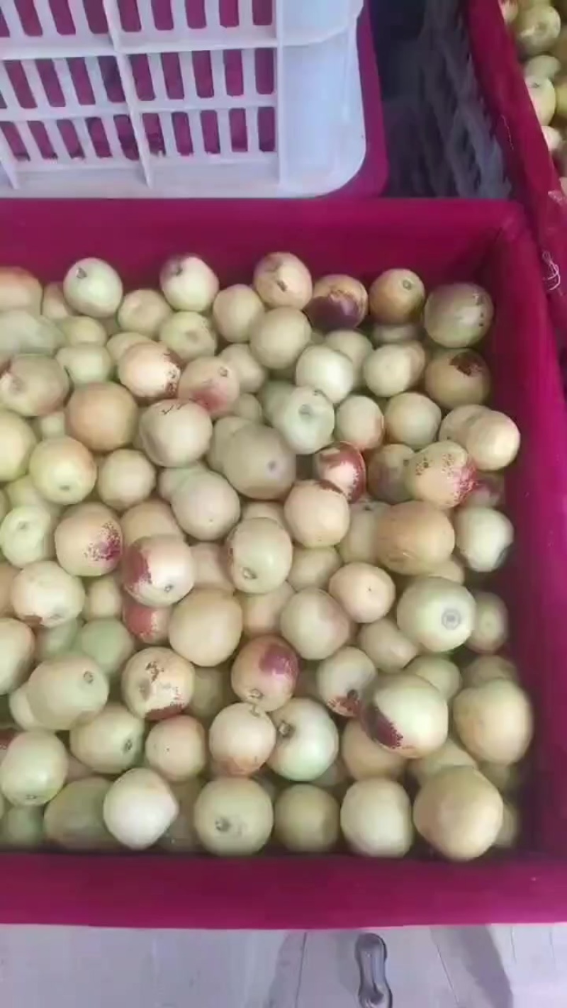 大荔县优智冬枣，口感丝滑，入口即化，馈赠佳品。