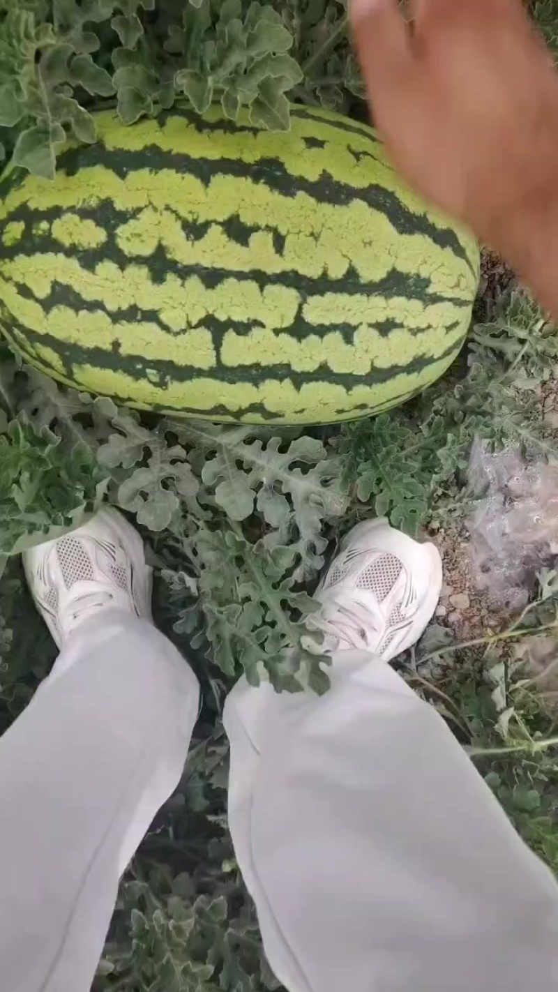 西瓜