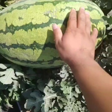 西瓜