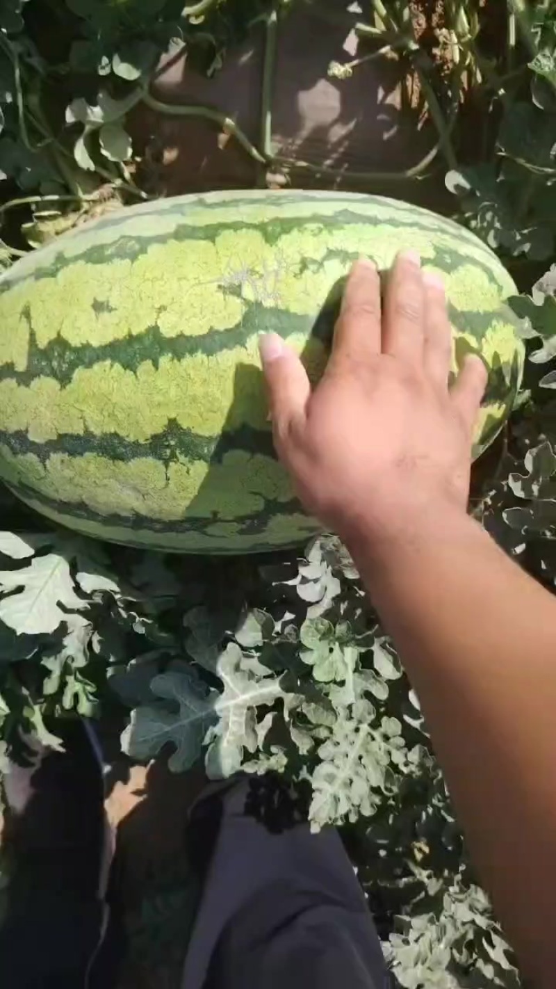 西瓜