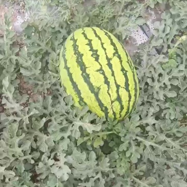 西瓜