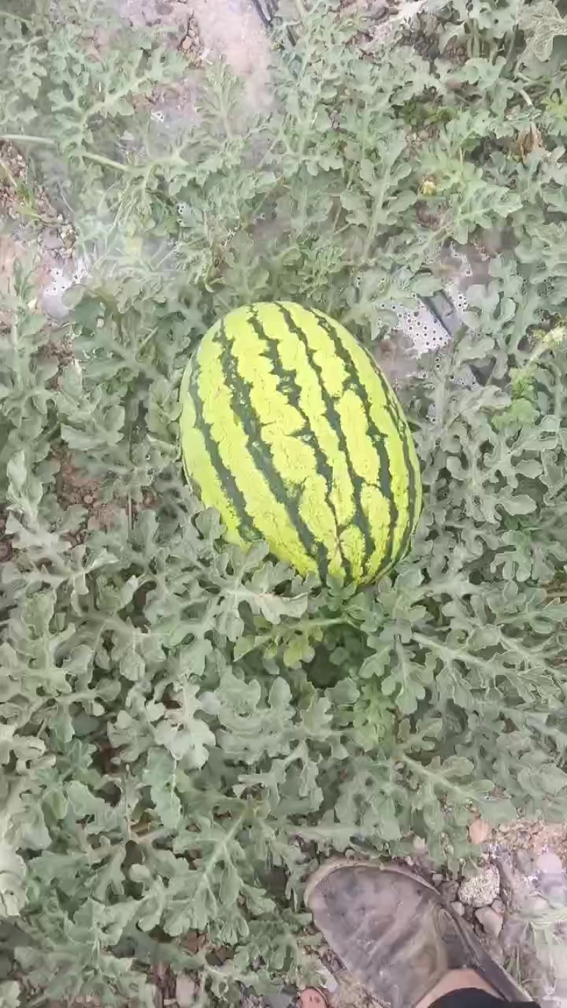 西瓜