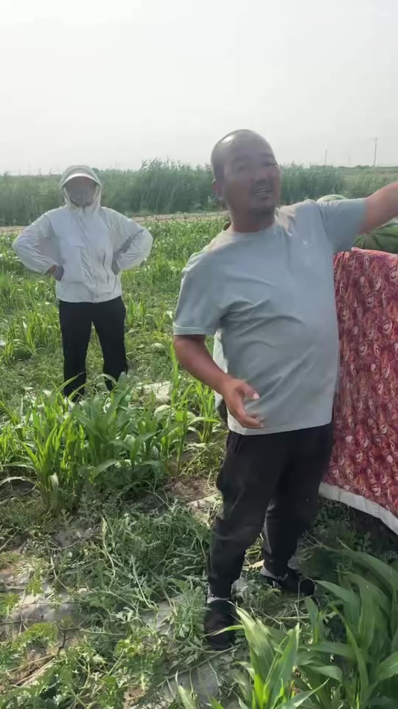 宁河猛虎西瓜甜霸王