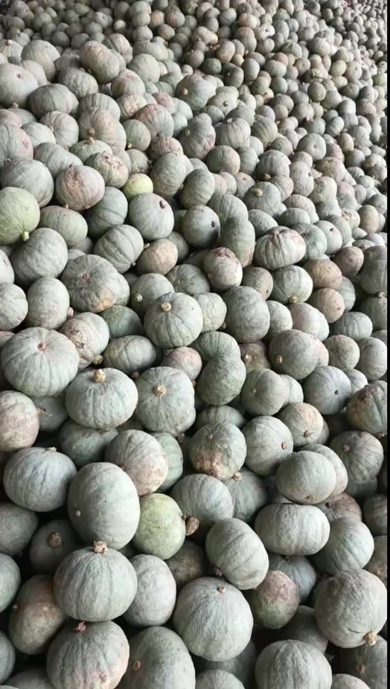 银南瓜