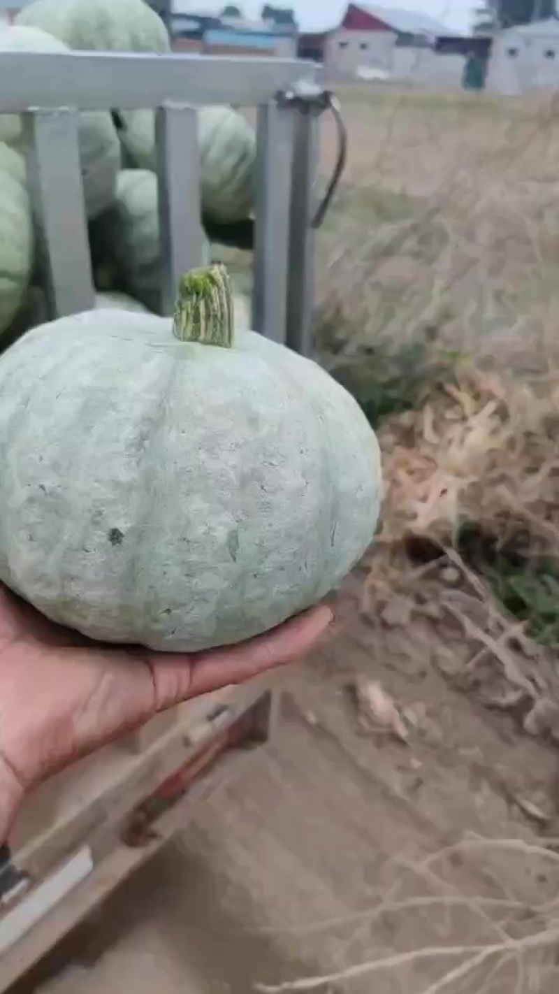 银南瓜
