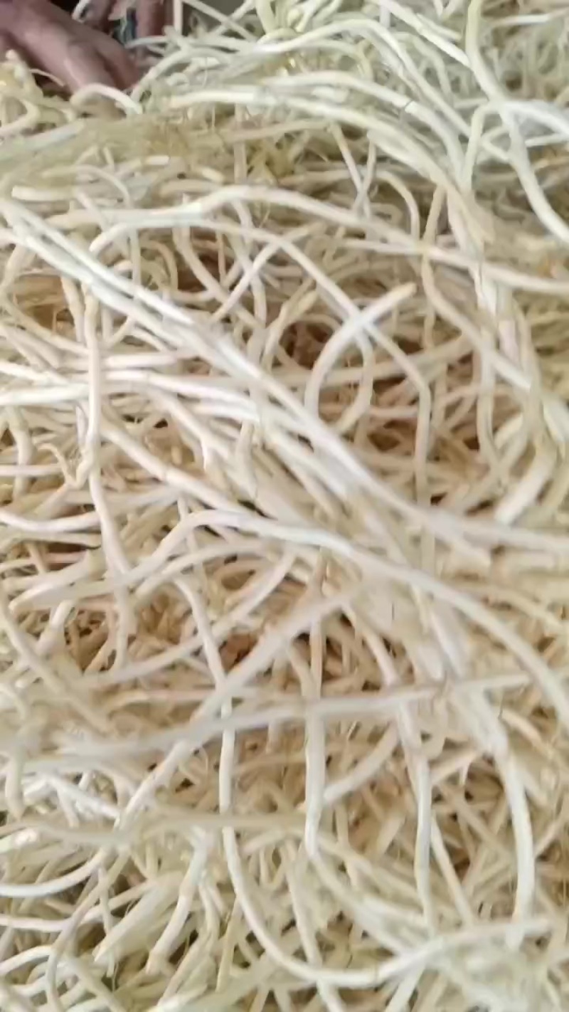 鱼腥草