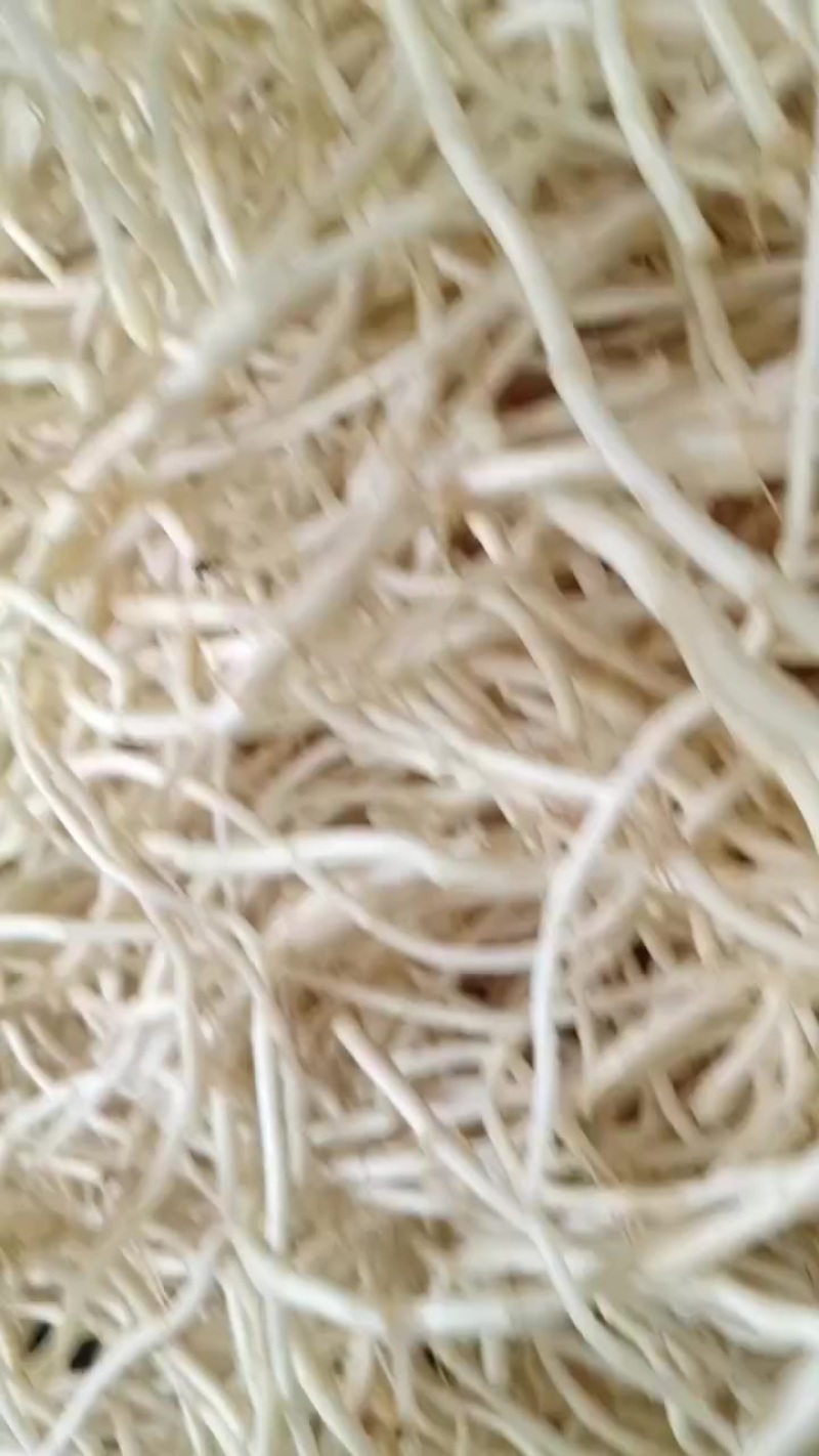 鱼腥草