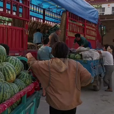 亳州市谯城区美都西瓜已大量上市欢迎全国名地客商前来采购